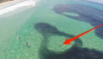 Inotau linistiti in ocean cand au vazut o umbra bizara. Au crezut ca e o scurgere de ulei, dar nu banuiau ce se intampla 