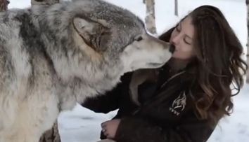 A intalnit in padure un lup imens. Ce s-a intamplat cateva momente mai tarziu a devenit viral - VIDEO
