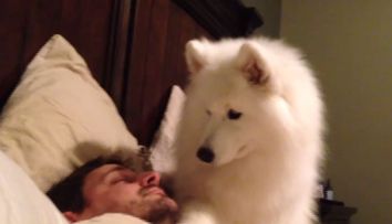 Acest caine isi trezeste stapanul in cel mai adorabil mod posibil. Imaginile care au cucerit internetul - VIDEO