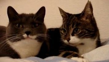 Top 5 cele mai haioase animale care vorbesc <span style=
