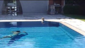 Uite cum poti speria o pisica! VIDEO