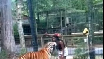 Momentul șocant când o femeie sare gardul pentru a mângâia un tigru, la grădina zoologică. Cum a reacționat felina