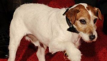 Uggie, cainele din filmul 