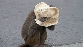 Imagini inedite cu pasari si animale in atitudini umane! FOTO