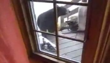 Cea mai tare pisica! Vezi cum bate un URS