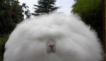 Iti vine sa crezi ca e un iepure real? 10 specii bizare de animale, care exista cu adevarat: FOTO