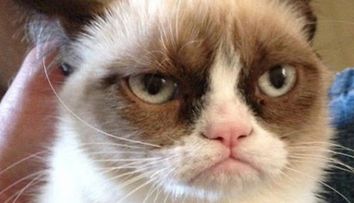 Dupa Grumpy Cat, o noua pisica face senzatie pe internet. Cum arata felina dezamagita de orice - GALERIE FOTO