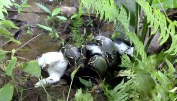 Clipul zilei. Un barbat salveaza cu mainile goale o pisica pe cale sa fie mancata de un boa constrictor