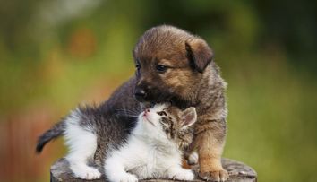 Cele mai frecvente greseli pe care stapanii de animale de companie le fac. Te regasesti?