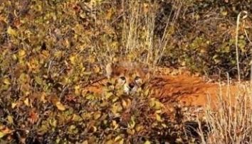 Uite cum s-au camuflat! Poti sa vezi animalele din aceste fotografii?