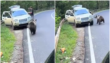 La un pas de tragedie! Un bărbat a oprit mașina pe Transfăgărășan pentru „a admira” ursul, dar a fost atacat! Imagini tulburătoare VIDEO