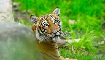 Primul animal sălbatic diagnosticat cu Covid-19, un tigru de la grădina zoologică din Bronx