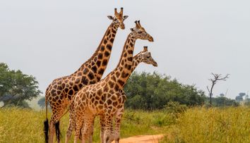 Proiectul de 77 de milioane de euro care va transforma Zoo Baneasa in parc natural. Ce specii am putea vedea peste 8 ani