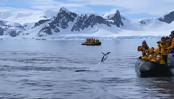 VIDEO Un pinguin vânat de o orcă scapă cu viață după ce sare în barca unor exploratori