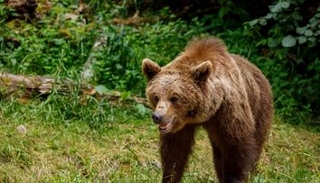 O gravidă și un bărbat de 68 de ani au fost atacați de urs în Brașov! Care este starea lor de sănătate