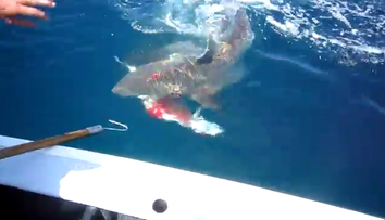 Cei mai ghinionisti pescari. Au prins un peste imens, dar un <span style=