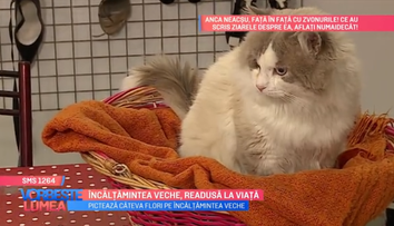 VIDEO Încălțămintea veche, readusă la viață