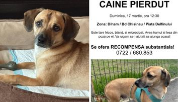 Patrocle, cățelul dispărut pe care îl caută aproape 100 de bucureșteni. S-a pierdut în zona Titan, sector 3. Stăpânii oferă o recompensă impresionantă: „Singur și mic într-o lume atât de mare