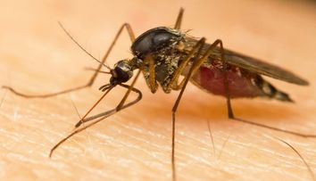Urati insectele? Trucul simplu care va va ajuta sa ii tineti la distanta intreaga vara