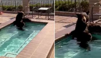 Un urs, surprins în timp ce lenevea nonșalant într-un jacuzzi. Ce s-a întâmplat când a venit poliția