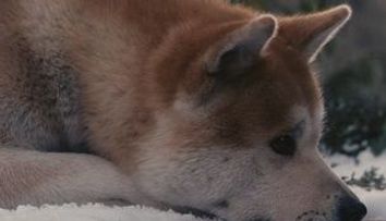Hachiko, cainele-simbol al Japoniei, la 76 de ani de la moarte!  FOTO si VIDEO