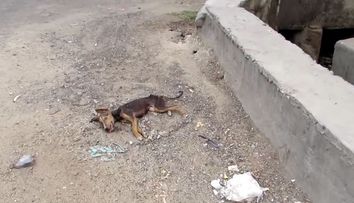 Un catel s-a prabusit in plina strada, iar salvarea lui pare o misiune imposibila. Ce s-a intamplat cu el - VIDEO