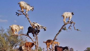 Fenomene naturale incredibile, pe care nu le-ai vazut in viata ta. Tunete care dureaza 150 de zile sau ploaia 
