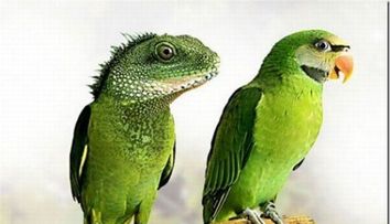 Vezi o galerie foto cu cele mai ciudate combinatii de animale!