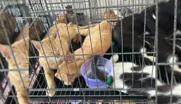 400 de pisici salvate înainte să fie mâncate în Vietnam, într-o operațiune de amploare a poliției! Înduioșător ce s-a întâmplat cu ele după aceea