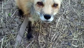 Toata lumea si-ar fi dorit sa vada asta. Ce s-a intamplat cand un tata si fiica lui descoperit doi pui de vulpe in curte