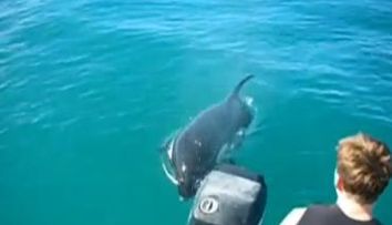 Ce dragut! Niste turisti inoata alaturi de o balena ucigasa