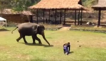 Un barbat a fost trantit la pamant de un coleg in timp ce se afla in apropierea unui elefant. Ce a urmat a ajuns viral