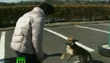 EMOTIONANT: Un catel care a plutit 3 saptamani in larg dupa tsunami si-a regasit stapanul!