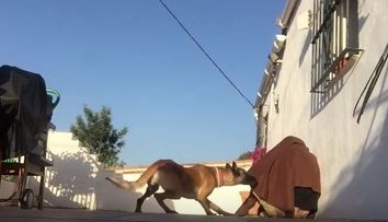 Stapanul i-a lipsit ingrozitor de mult, dar asteptarea a meritat. Surpriza uriasa de care a avut parte un caine - VIDEO