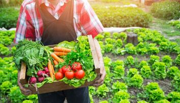 Proiectul prin care bucurestenii pot sa aiba o gradina de legume gratis. 