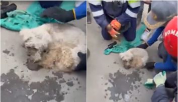 Miracol în Venezuela. Un pudel a fost salvat după 29 de zile de la cutremur. Momentul emoționant în care a fost scos de sub dărâmături