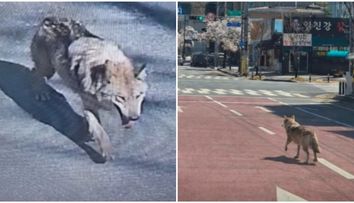 S-a uitat la filme americane. Un lup a scăpat de la zoo după ce a săpat un tunel! Cum l-au găsit cei 116 polițiști care au pornit în urmărirea lui