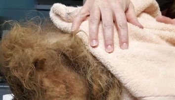 Au descoperit ce animal se ascunde după blană abia după ce l-au tuns. Medicii veterinari au fost șocați