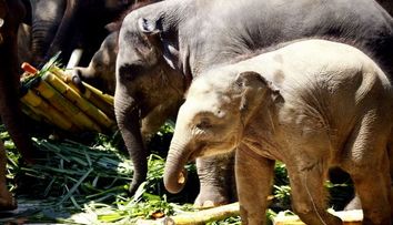 Uite ce cadou dragut a primit un bebe-elefant de ziua lui! FOTO