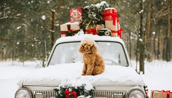 Riști să fii amendat dacă îți decorezi autoturismul cu coarne de ren și nas roșu? Ce prevede legea