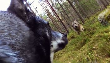 Incredibil! Un caine a inregistrat cu un GoPro momentul in care a fost atacat de doi lupi