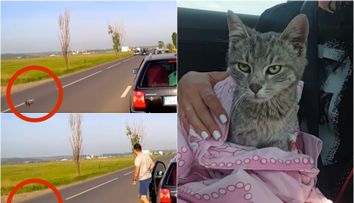 Un tânăr din Suceava și-a riscat viața pentru a salva o pisică aflată pe un drum intens circulat! Momentul a fost filmat și a strâns mii de reacții VIDEO