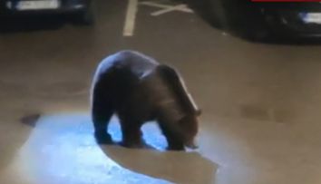 Care este starea șefului Salvamont Predeal după ce a fost atacat de o ursoaică. Bărbatul a fost găsit cu răni la cap și a fost resuscitat
