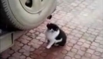 Pisicuta dependenta de fumul de la teava de esapament. Un clip care a facut inconjurul internetului