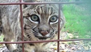 Cum reactioneaza animalele cand se privesc in oglinda: VIDEO