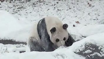 Cum reactioneaza un pui de urs panda atunci cand vede pentru prima oara zapada. Imaginile care au facut inconjurul internetului