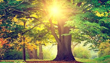 Testul arborelui. Vezi ce spune poza pe care o alegi despre tine si personalitatea ta