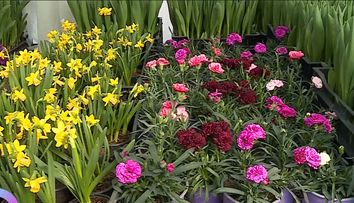 La Vorbește lumea, primim sfaturi pentru îngrijirea florilor de primăvară