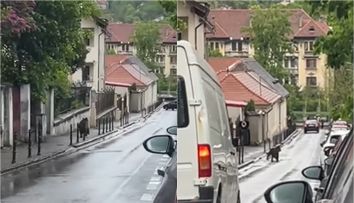 Un urs, văzut în timp ce aleargă pe străzile din Brașov, foarte aproape de Biserica Neagră! Ce a surprins un trecător pe cameră