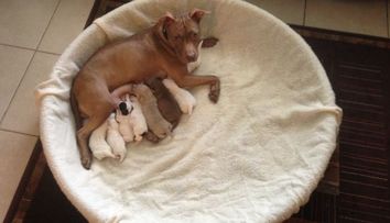 O poveste cum nu auzim prea des. Un caine pitbull a adoptat sase pui de pudel orfani: VIDEO